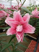 [5263 Isabella No01.JPG]